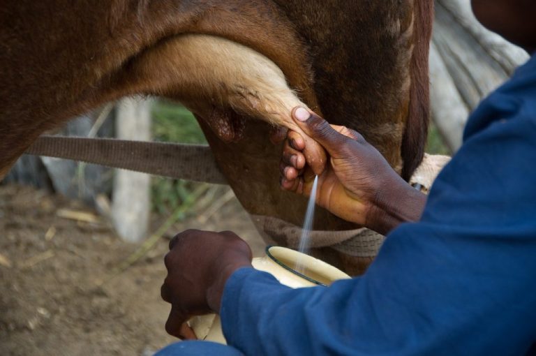 Goat Milk Vs Cow Milk: What's the Difference - Diffen Food