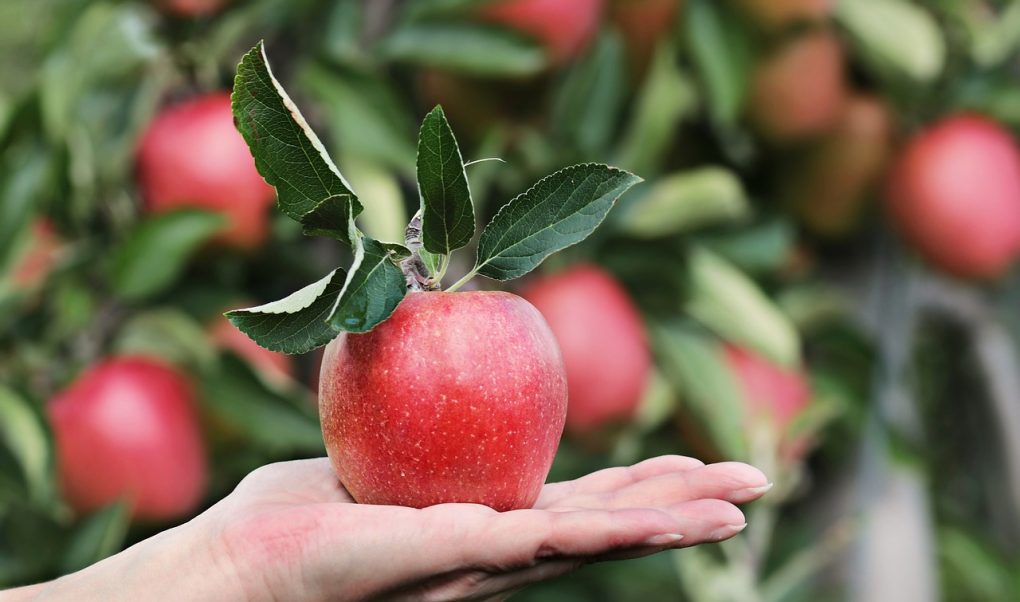 Pear Vs Apple Two Fruit Favorites Diffen Food